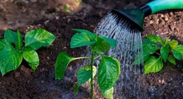 Jak často a kdy zalévat papriku na volném prostranství a ve skleníku